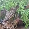 Mojokerto Diterjang Angin Kencang, Puluhan Pohon Tumbang
