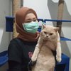 Pandemi Covid-19, Bisnis Kucing Ras Justru Melejit