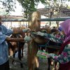 Pemkab Blitar Beri Label Hewan ternak Layak Kurban