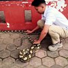 Ular Piton 4 Meter Masuk Permukiman Pacet, BBKSDA Jatim Lakukan Evakuasi