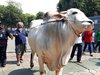 Sapi Joko Widodo Berbobot 1.050 Kilogram