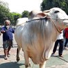 Sapi Joko Widodo Berbobot 1.050 Kilogram