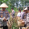 Dukung Swasembada Pangan, Polres Madiun Kembali Panen Jagung