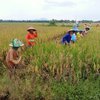 Musim Kemarau, Wilayah Empat Kecamatan di Madiun Rawan Kekeringan
