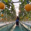 Wisata Petik Melon Hidroponik Jadi Primadona Baru di Probolinggo