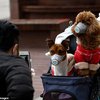 Anjing asal Hong Kong, Binatang Peliharaan Pertama Mati usai Tertular Covid-19