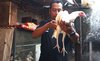 Warga Mojosari Beternak Ayam Putih Tembus yang Biasa Dipercaya Digunakan Ritual
