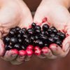 Konsumsi Blackcurrant untuk Tingkatkan Daya Tahan Tubuh