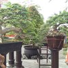 Cara Rubi Memperkenalkan Bonsai di Surabaya