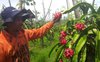 Produksi Hortikultura Didorong Murahnya Proses Tanam