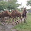 Di Mojokerto, Unta Tak Lagi Sekadar Satwa Kebun Binatang, Kini Dirintis Jadi Hewan Kurban
