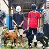 Spesialis Pencuri Kambing Diringkus Polisi, Hewan Dimasukkan ke Dalam Sarung