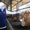 Cegah LSD Masuk Jatim, Khofifah : Sebaiknya Sapi Segera Divaksin