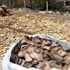 Cina Minta Porang dari Lahan yang Sudah Diregistrasi