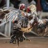 Arena Sabung Ayam di Madiun ini Tetap Buka Saat Ramadan