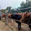 Jelang Iduladha, Mentan Pastikan Pasokan Daging untuk Kurban Aman