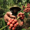 Banyuwangi Latih Ratusan Calon Pengusaha Kopi