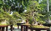 Taman Surya Surabaya Gelar Festival Nusantara Bonsai
