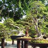 Taman Surya Surabaya Gelar Festival Nusantara Bonsai