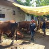 Jelang Iduladha, Penjualan Hewan Kurban Sapi di Mojokerto Mulai ada Peningkatan