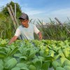 Dari Iseng di Halaman Rumah, Petani Hidroponik Jombang Raup Rp8 Juta per Bulan