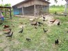 Ternak Ayam Kampung, Peluang Usaha Menjanjikan di Tengah Pandemi