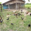 Ternak Ayam Kampung, Peluang Usaha Menjanjikan di Tengah Pandemi