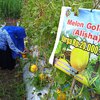 Tanam 3.500 Bibit Melon Tiga Varian di Lahan Desa Balongwono, Ini Hasilnya