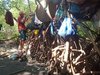 Kisah Kakek Sebatang Kara Bertahan Hidup di Hutan Mangrove Probolinggo
