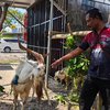 Anggota Polisi di Mojokerto Jual Kambing Safera Bertanduk Unik, Jadi Primadona Jelang Iduladha