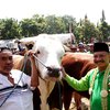 Juara I Kontes Ternak Kelas Ekstrim Seberat 1 Ton 56 Kilogram