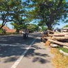 Tumpukan Kayu Jati di Bahu Jalan Nasional Sampang Bahayakan Pengendara