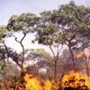 Puluhan Hektare Hutan di Gunung Argopuro Terbakar
