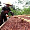 Harga Lebih Murah, Kopi Impor Ancam Pengusaha Kopi Lokal