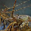 Pemerintah Gagalkan Penyelundupan Seratusan Ribu Benih Lobster di Batam