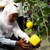 Khofifah Panen Melon Golden Langkawi Berbentuk Persegi di Sidoarjo