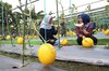 Pemkot Surabaya Budidaya Melon Emas untuk Program Padat Karya dan Ketahanan Pangan