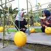 Pemkot Surabaya Budidaya Melon Emas untuk Program Padat Karya dan Ketahanan Pangan