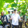 Pemkot Probolinggo Bidik Pisang Cavendish Jadi Komoditas Unggulan Daerah