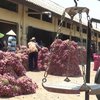 Panen Raya, Harga Bawang Merah di Probolinggo Anjlok