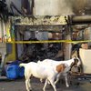 Kebakaran Pasar Kambing Diduga Pegawai Panik Ambil Bensin untuk Siram Api