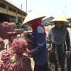 Harga Bawang Merah di Probolinggo Anjlok