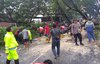 Diguyur Hujan dan Angin Kencang, Pohon Trembesi di Jalan Dlanggu - Pacet Mojokerto Tumbang