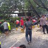 Diguyur Hujan dan Angin Kencang, Pohon Trembesi di Jalan Dlanggu - Pacet Mojokerto Tumbang
