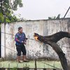Hujan Deras dan Angin Kencang Terjang Mojokerto, Pohon Tumbang Timpa Rumah dan Sekolah