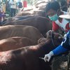 Peternak Sapi Banyuwangi Sanggup Penuhi Produktivitas