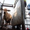 Inseminasi Buatan Sapi Jatim Lampaui Target