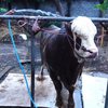 Menjelang Iduladha, Sapi Jumbo dari Probolinggo Dibeli Presiden Rp100 Juta