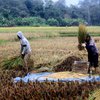 Area Persawahan Diprediksi akan Terus Berkurang