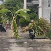 Warga Sumobito Tanam Pohon Pisang di Jalan Rusak, Protes 12 Tahun Tak Kunjung Diperbaiki